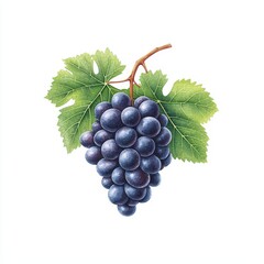 Fototapeta premium Fresh grapes with green leaves on a white isolated background.