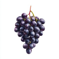 Fototapeta premium Fresh, juicy black grapes on a white isolate background.