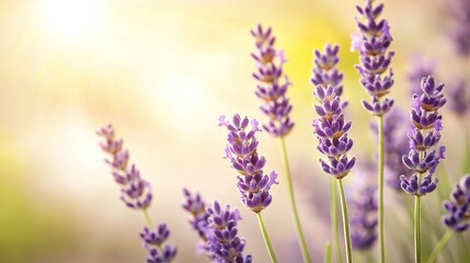 Naklejka premium A close-up of a field of lavender flowers illuminated by the sun behind them