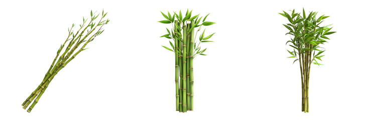 PNG Fresh Bamboo Stalks for Natural Decor and Crafts Isolated on Transparent Background