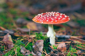 Fototapeta premium Mature Amanita Muscaria, Known as the Fly Agaric or Fly Amanita: Healing and Medicinal Mushroom with Red Cap Growing in Forest. Can Be Used for Micro Dosing, Spiritual Practices and Shaman Rituals