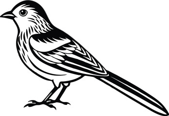 wren vector illustration 