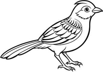 wren vector illustration 