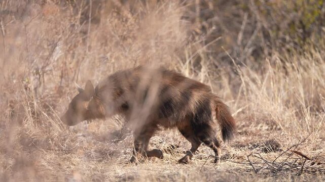 Rare sighting of an Endangered Brown hyena (Parahyaena brunnea), also called strandwolf in South Africa. Slow motion, 25 percent natural speed.