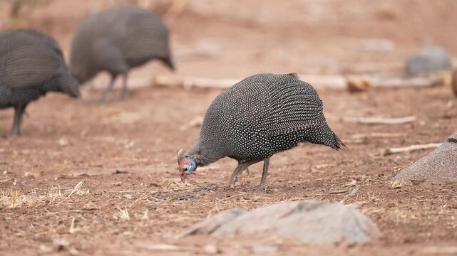 Helmeted Guineafowl (Numida meleagris) searching for food. Slow motion, 25 percent natural speed.