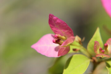 Obraz premium pink of flowers 