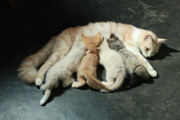cat sleeping on the floor