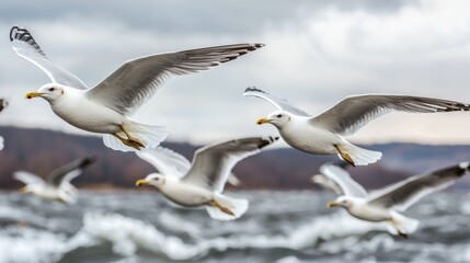 Obraz premium Seagulls Flying in a Windy Sky