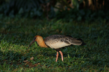 Curicaca bird