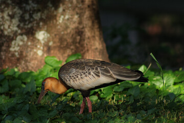 Curicaca bird