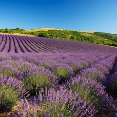 Obraz premium Rolling hills covered with lavender fields under a bright blue sky