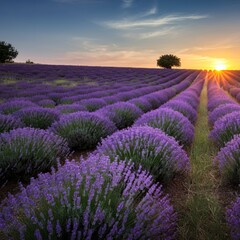 Rolling hills covered with lavender fields under a bright blue sky