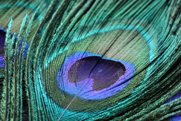 Fototapeta premium Beautiful bright peacock feather as background, macro view
