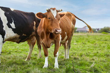 Beautiful cows grazing on green grass outdoors