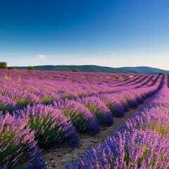 Fototapeta premium Rolling hills covered with lavender fields under a bright blue sky