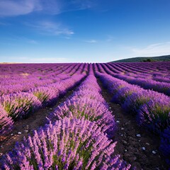 Obraz premium Rolling hills covered with lavender fields under a bright blue sky