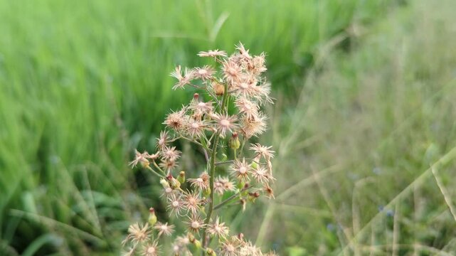 Flowers of Erigeron Canadensis (Conyza canadensis) or Canadian horseweed blowing in the wind in the garden.