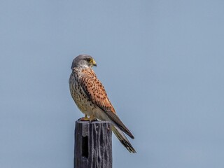 子育ての合間にちょっと休憩する繁殖期のチョウゲンボウ オス