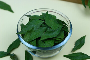 Daun Kari or curry leaves on a glass bowl. Aromatic leaves for making chicken or beef curry. Isolated background, selected focus.