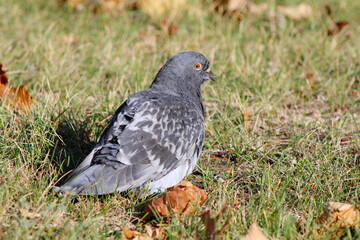 pigeon on grass