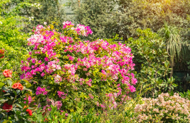Obraz premium purple bougainvillea flowers in garden