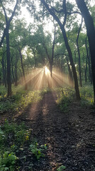 Obraz premium Sunbeams burst through the trees in a dense forest.