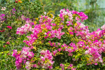 purple bougainvillea flowers in garden