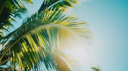 Fototapeta premium Palm tree leaves backlit by the sun against a blue sky.