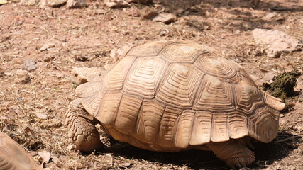 Obraz premium A Sulcata tortoise living outdoor. It is the third-largest species of tortoise in the world.