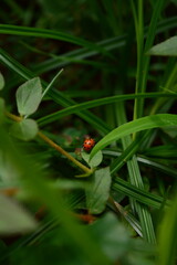 ladybird on a leaf