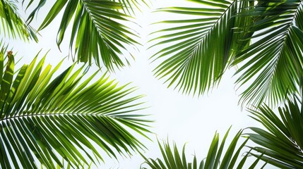 Obraz premium Palm Leaves Against a Bright Sky