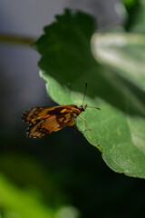 butterfly on leaf