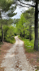 Fototapeta premium Winding dirt path through a lush green forest.