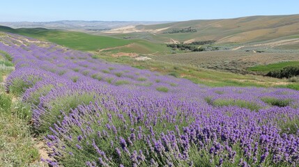 Fototapeta premium Lavender Fields in Bloom Under Clear Blue Sky