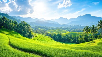 Fototapeta premium Lush Green Rice Fields Under Bright Sky