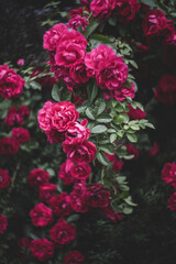 Wold Rose bush in bloom full of red roses