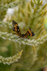 butterfly on a flower