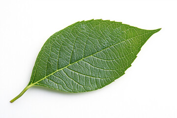 Obraz premium green leaf frame, white background.