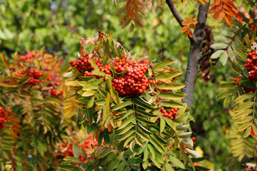 red rowan berries in autumn

