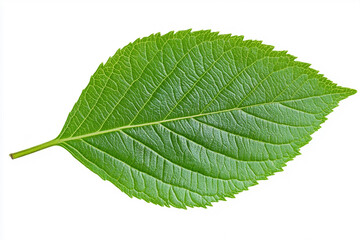 green leaf frame, white background.