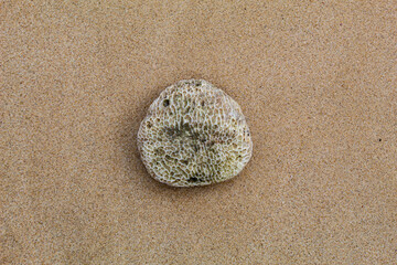 White coral rocks with a rough texture on the beach.