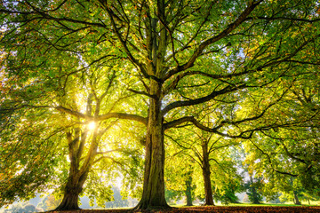 Beautiful autumn tree in the park with multiple branches and sun flare 