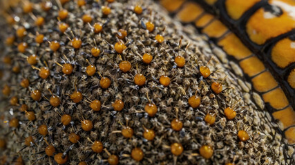 sunflower seeds background