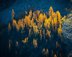 Cluster of Larch Trees on Rocky Hillside
