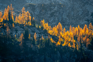 Glowing Larch Trees in Rocky Mountain Terrain