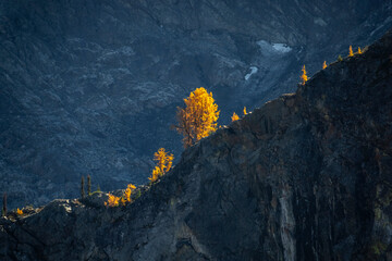 Larch Tree on Rocky Mountain Ridgeline
