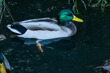 Obraz premium wild ducks on the lake