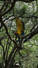Guacamayo azul suspendiendo Alas