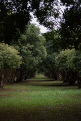 Fototapeta premium Jabuticaba trees