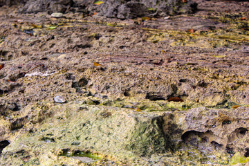 Large coral rocks with a rough texture on the beach.